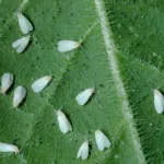 Protect Garden Sanium stick Insekticídne tyčinky s hnojivem 20 ks