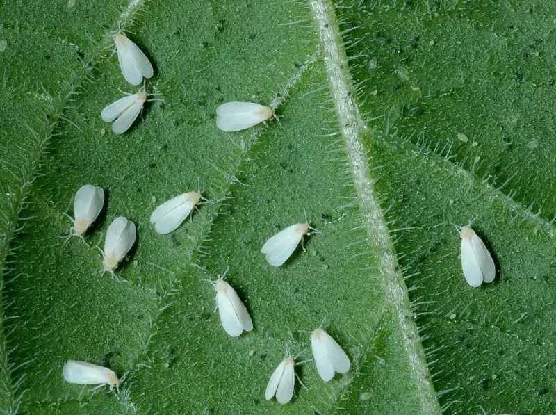 Protect Garden Sanium stick Insekticídne tyčinky s hnojivem 20 ks