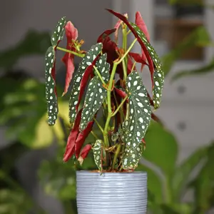 Begonia Maculata