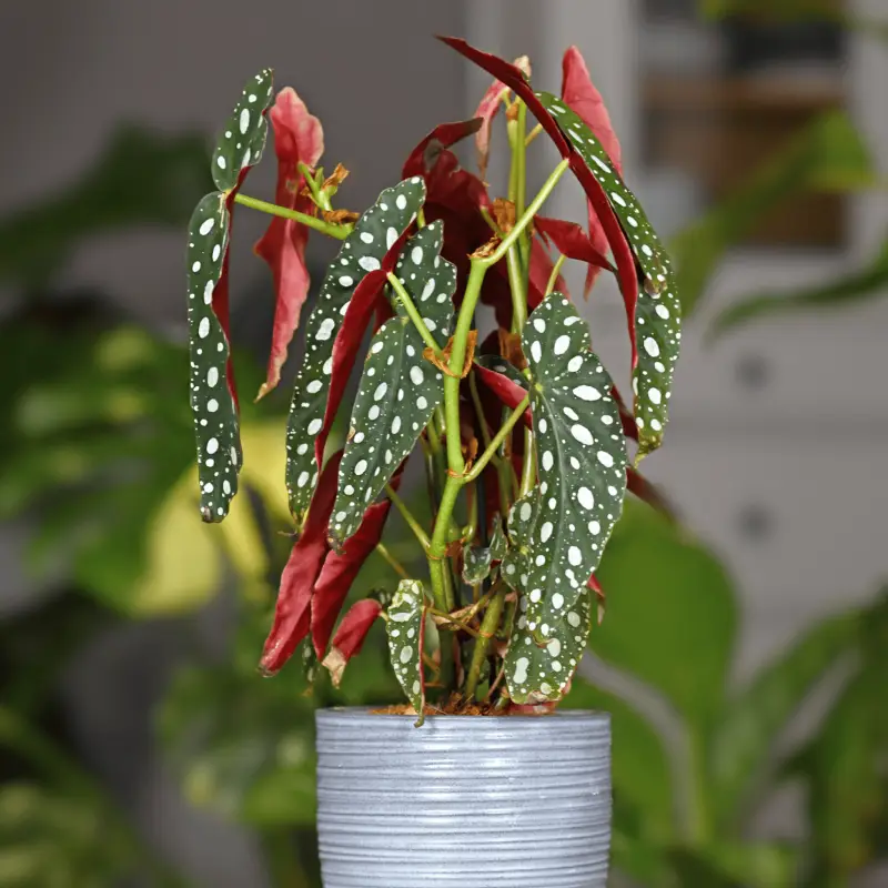 Begonia Maculata