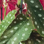 Begonia Maculata