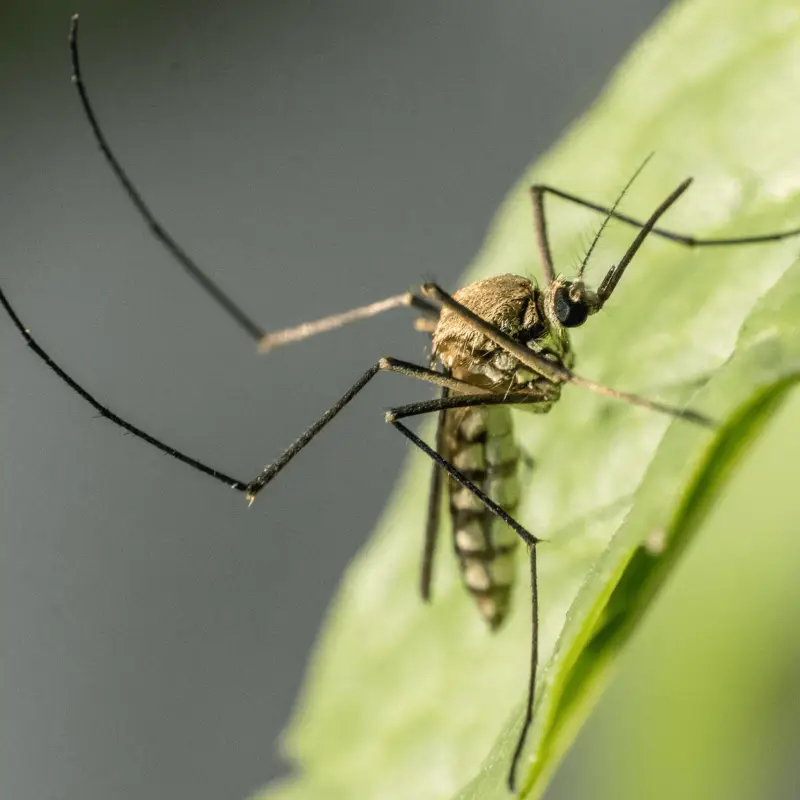 Cyper insekticid Extra Kontakt proti škůdcům a komárům 50 ml
