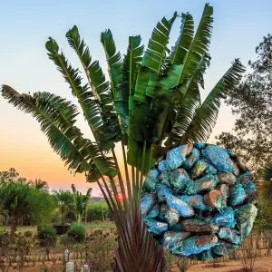 Semena Ravenala madagascariensis 5 ks