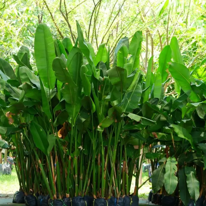 Semena Ravenala madagascariensis 5 ks