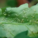 Protect Garden Sanium stick Insekticídne tyčinky s hnojivem 20 ks