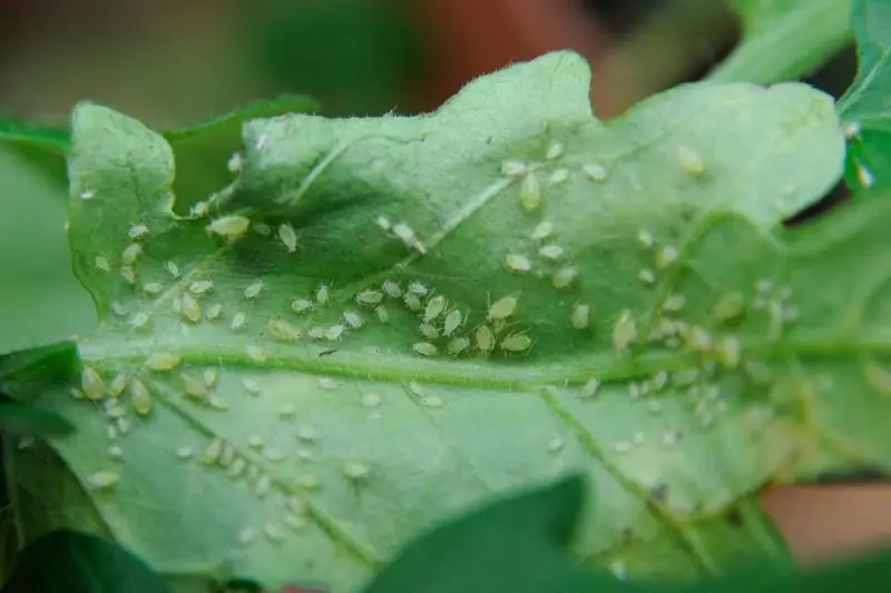 Protect Garden Sanium stick Insekticídne tyčinky s hnojivem 20 ks