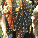 Begonia Maculata