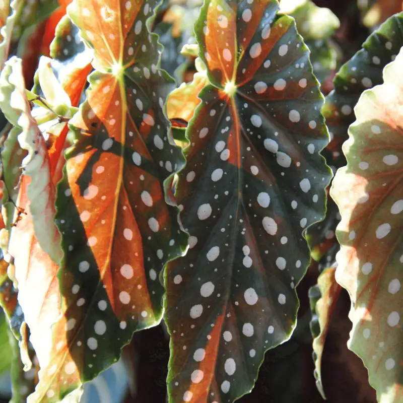 Begonia Maculata