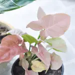 Syngonium podophyllum Neon Robusta baby