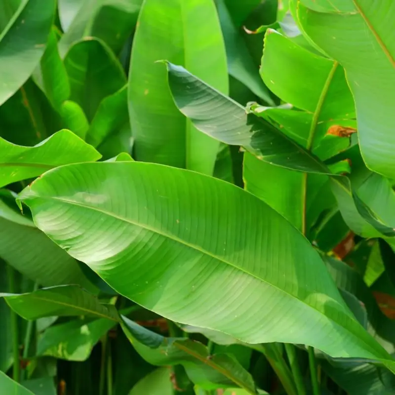 Semena Ravenala madagascariensis 5 ks