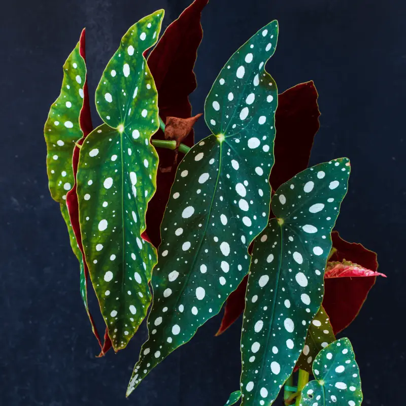 Begonia Maculata