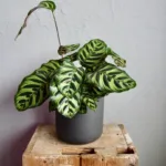 Calathea makoyana