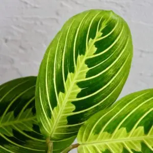 Maranta Leuconeura Lemon Lime