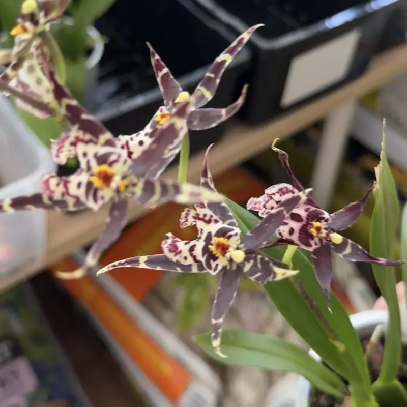 Orchidej Miltassia Shelob