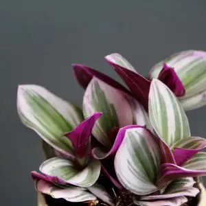 Tradescantia Albiflora Nanouk