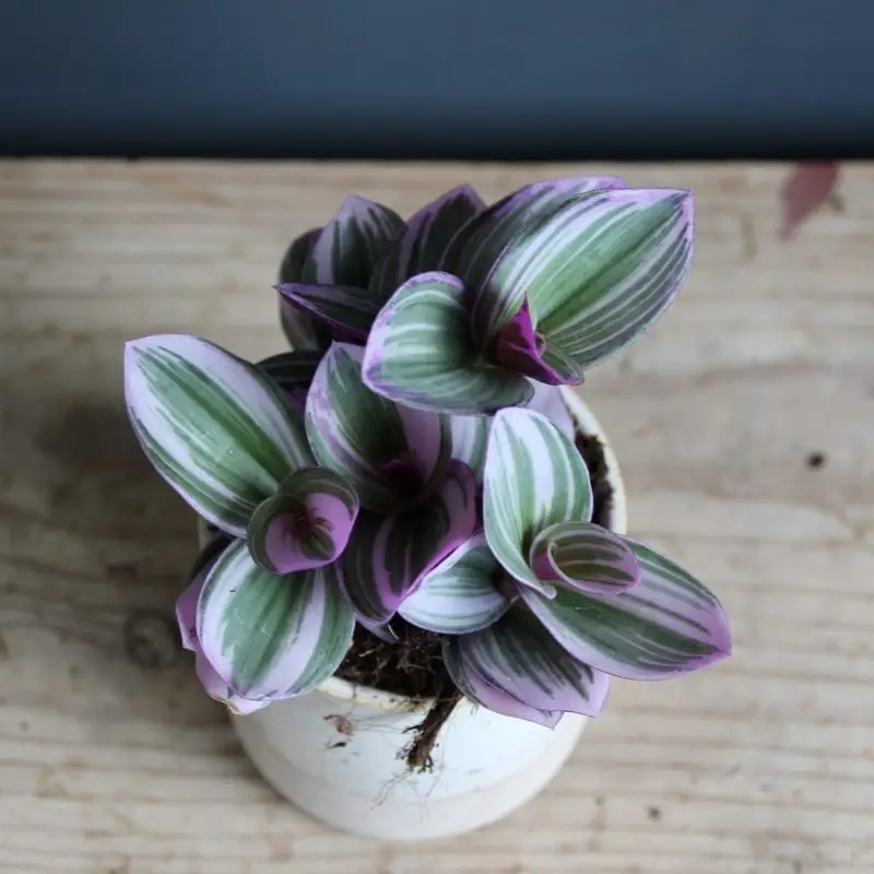 Tradescantia Albiflora Nanouk