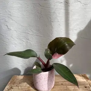 Philodendron Pink Princess baby