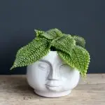 Květináč head white Ø 6 cm