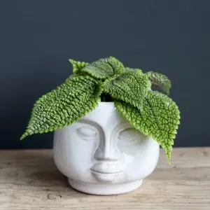Květináč head white Ø 6 cm