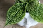 Pilea Moon Valley baby