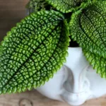 Pilea Moon Valley baby