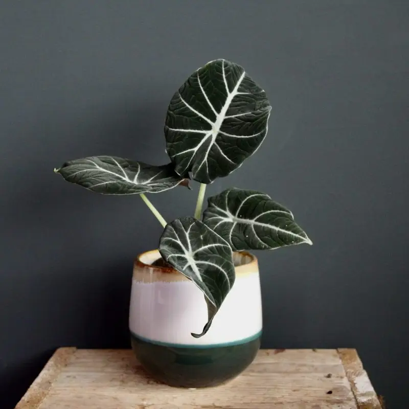 Alocasia Black Velvet