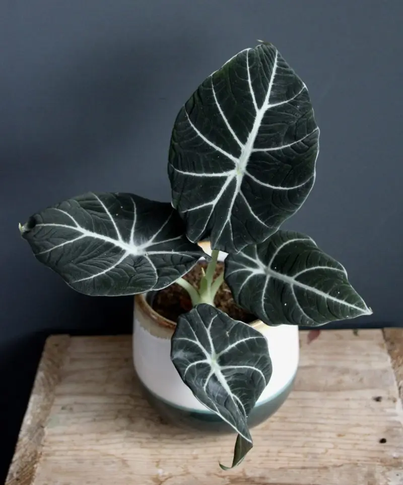 Alocasia Black Velvet