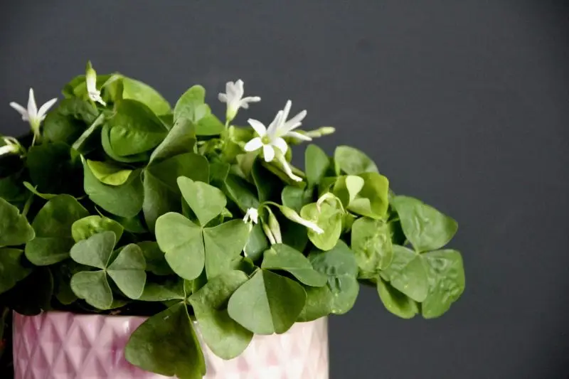Oxalis Šťavel Triangularis Papilionacea zelený