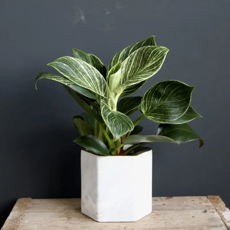 Philodendron White Measure (Birkin)