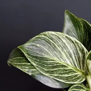 Philodendron White Measure (Birkin)