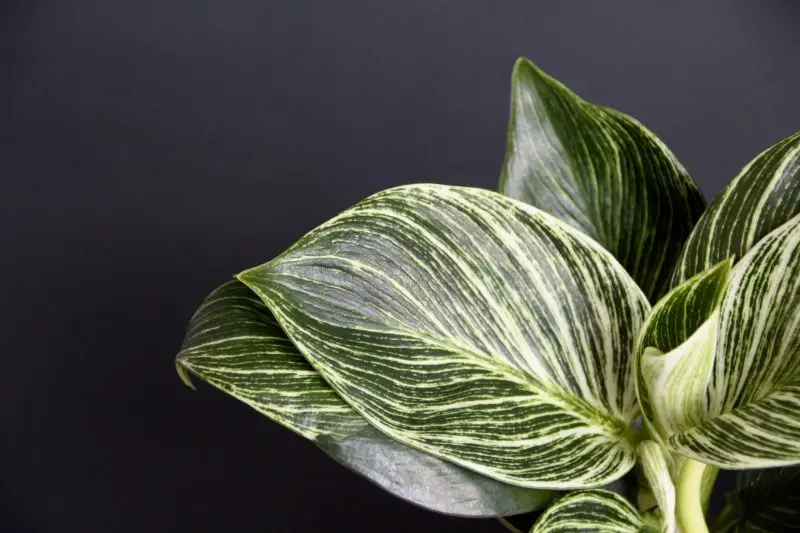 Philodendron White Measure (Birkin)