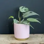 Epipremnum Pothos pinnatum cebu blue