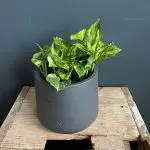 Epipremnum Pothos N-joy gold
