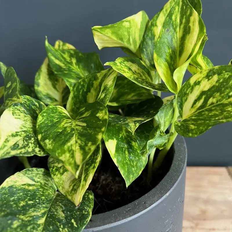 Epipremnum Pothos N-joy gold