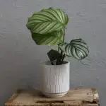 Calathea Orbifolia