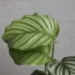 Calathea Orbifolia