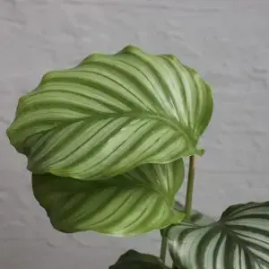 Calathea Orbifolia