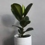 Ficus Elastica Robusta