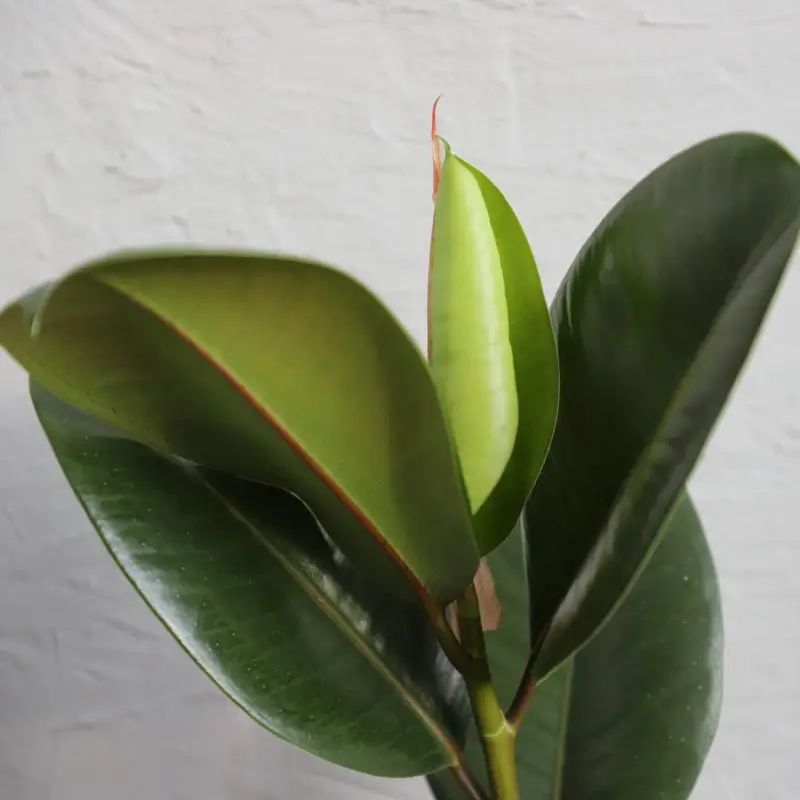 Ficus Elastica Robusta