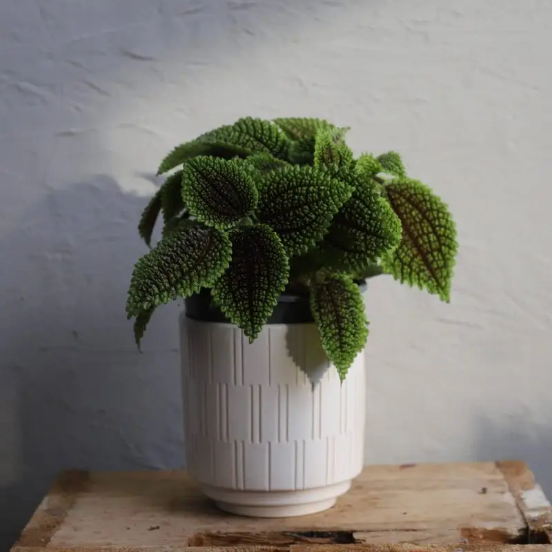 Pilea Moon Valley