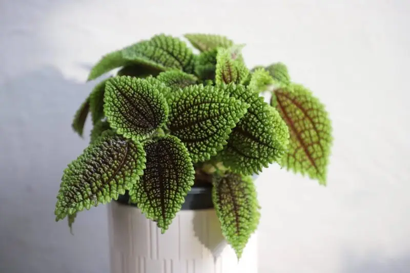 Pilea Moon Valley