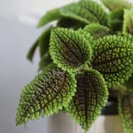 Pilea Moon Valley
