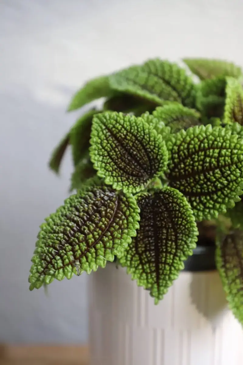 Pilea Moon Valley
