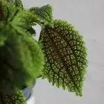 Pilea Moon Valley