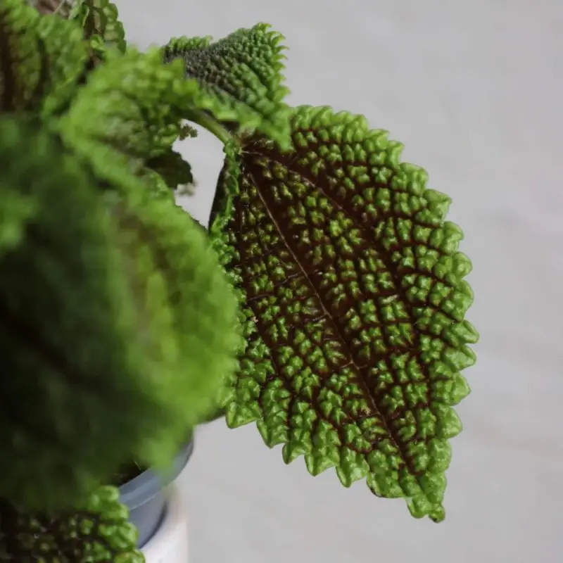 Pilea Moon Valley