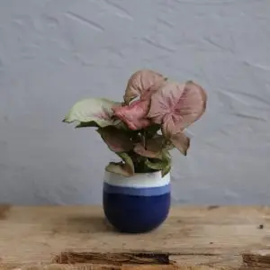 Květináč Sevilla blue lagoon Ø 6 cm