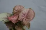 Syngonium podophyllum Neon Robusta baby