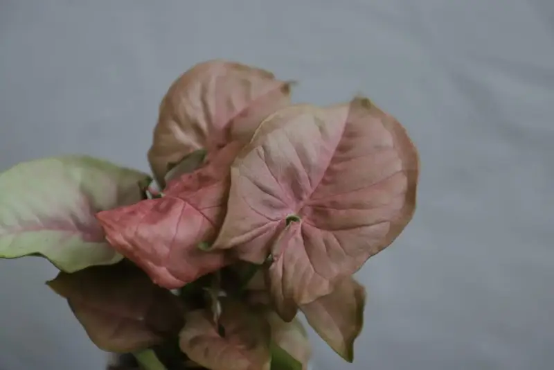 Syngonium podophyllum Neon Robusta baby