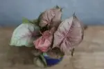 Syngonium podophyllum Neon Robusta baby