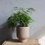 Asparagus Setaceus